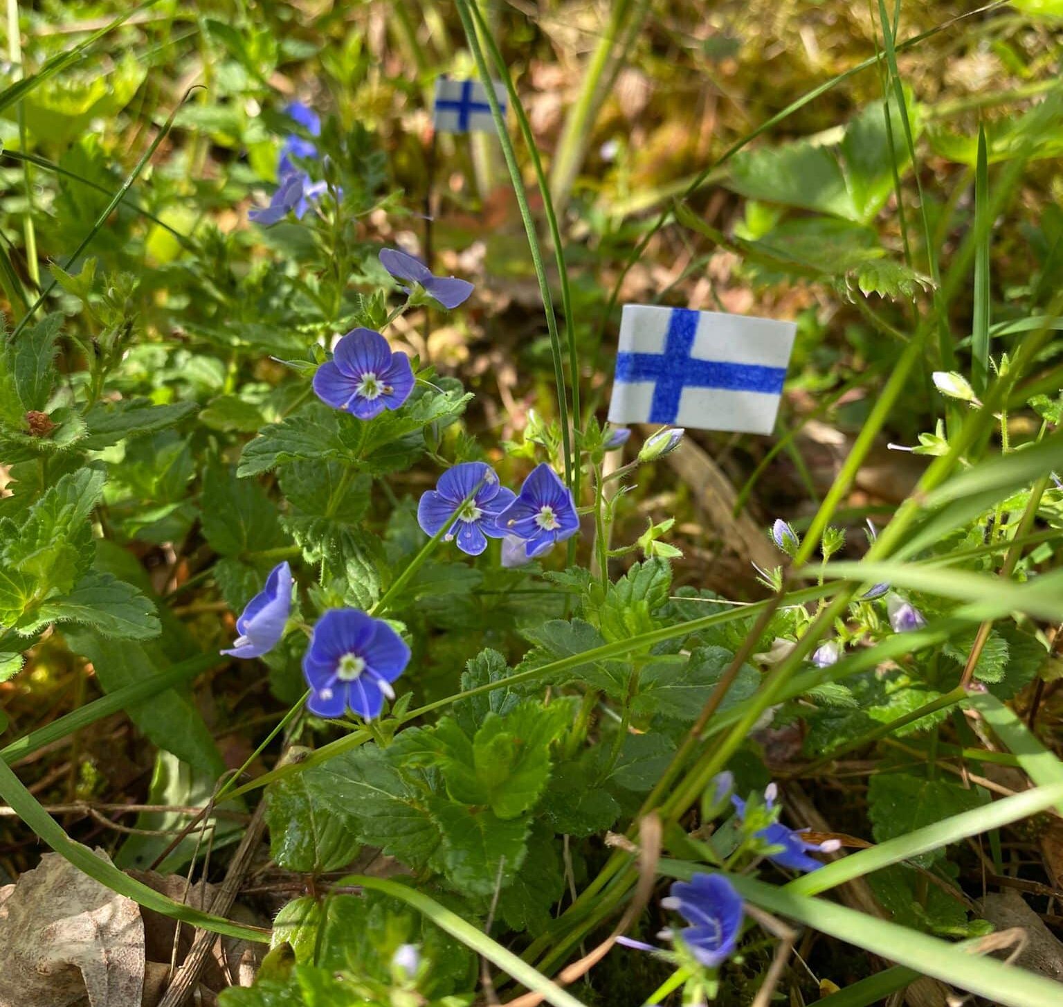 mitk-ovat-presidenttiparin-lempilajit-suomen-luonnossa-mappa-fi